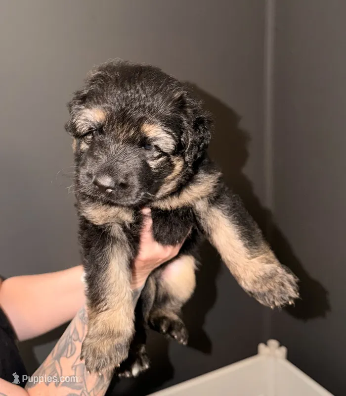 LG Girl – German Shepherd Dog puppy for sale in Thomaston, GA