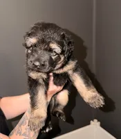 LG Girl, a female German Shepherd Dog for sale in Thomaston, GA – 1 of 5