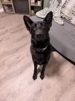SH Boy, a male German Shepherd Dog for sale in Thomaston, GA – 3 of 4