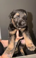 LH Boy, a male German Shepherd Dog for sale in Thomaston, GA – 2 of 4