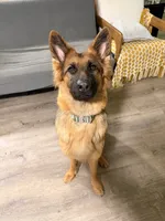 LG Girl, a female German Shepherd Dog for sale in Thomaston, GA – 5 of 5