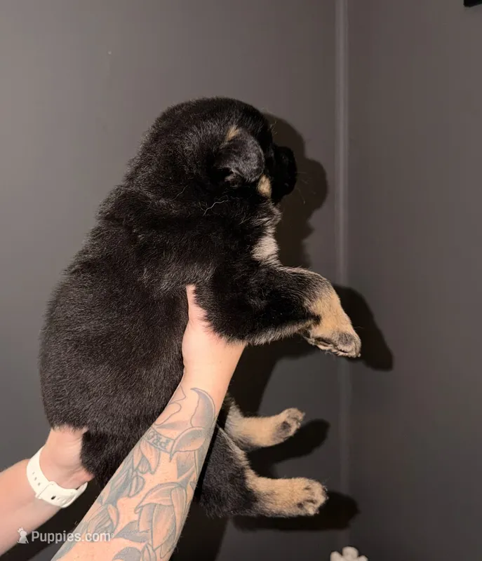 SH Boy – German Shepherd Dog puppy for sale in Thomaston, GA