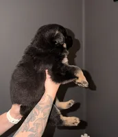 SH Boy, a male German Shepherd Dog for sale in Thomaston, GA – 1 of 4