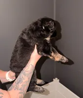 LG Girl, a female German Shepherd Dog for sale in Thomaston, GA – 2 of 5