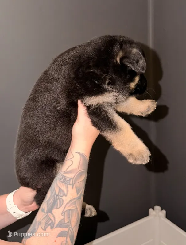 SH Girl – German Shepherd Dog puppy for sale in Thomaston, GA