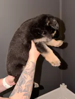 SH Girl, a female German Shepherd Dog for sale in Thomaston, GA – 1 of 4