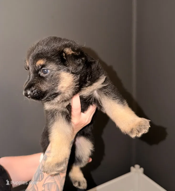 SH Girl – German Shepherd Dog puppy for sale in Thomaston, GA