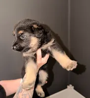 SH Girl, a female German Shepherd Dog for sale in Thomaston, GA – 2 of 4