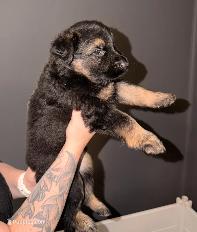 LH Boy – German Shepherd Dog puppy for sale in Thomaston, GA