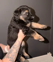 LH Boy, a male German Shepherd Dog for sale in Thomaston, GA – 1 of 4