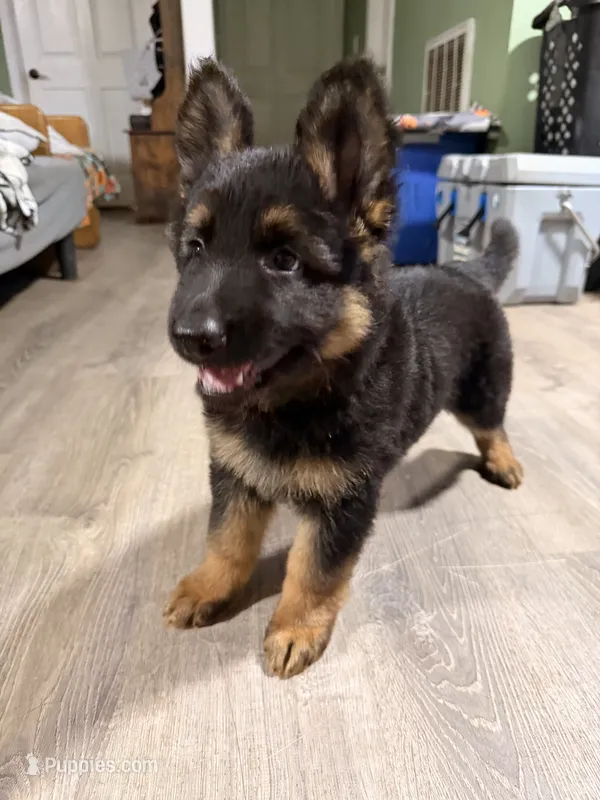 LH Boy – German Shepherd Dog puppy for sale in Thomaston, GA