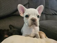 Daisy, a female French Bulldog for sale in Lake Havasu City, AZ – 3 of 3
