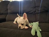 Daisy, a female French Bulldog for sale in Lake Havasu City, AZ – 2 of 6
