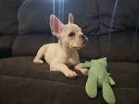 Daisy, a female French Bulldog for sale in Lake Havasu City, AZ – 6 of 6