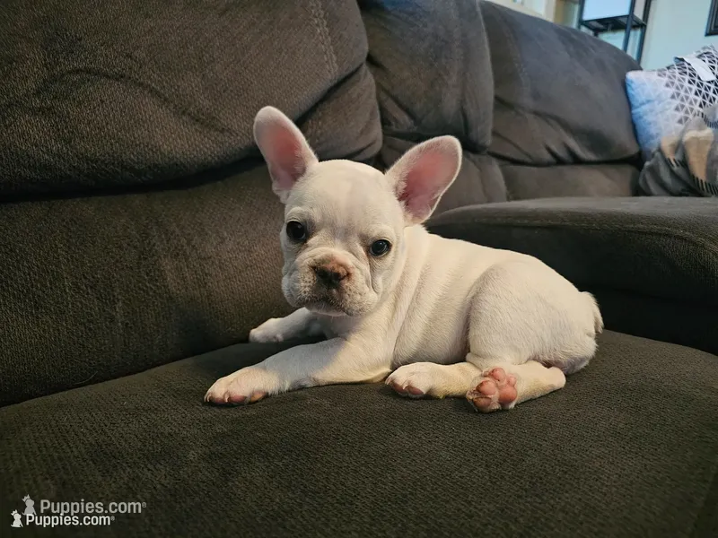 Daisy – French Bulldog puppy for sale in Lake Havasu City, AZ