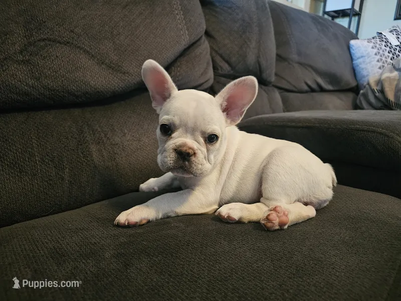 Daisy – French Bulldog puppy for sale in Lake Havasu City, AZ