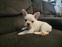 Daisy, a female French Bulldog for sale in Lake Havasu City, AZ – 1 of 3