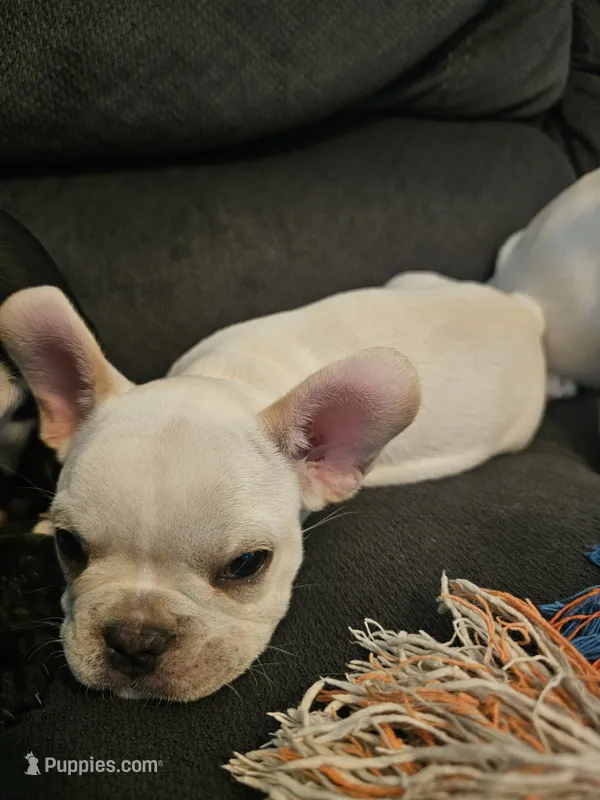 Timmy – French Bulldog puppy for sale in Lake Havasu City, AZ