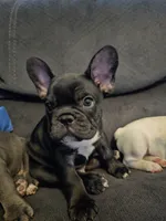 Diesel, a male French Bulldog for sale in Lake Havasu City, AZ – 1 of 1