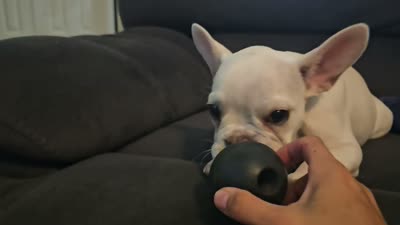 Daisy, a female French Bulldog for sale in Lake Havasu City, AZ – 4 of 6