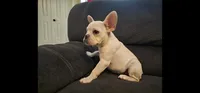 Daisy, a female French Bulldog for sale in Lake Havasu City, AZ – 3 of 6