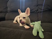 Daisy, a female French Bulldog for sale in Lake Havasu City, AZ – 5 of 6