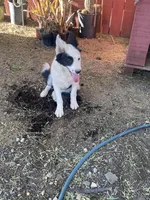 Zorro , a male Border Collie for sale in Mira Loma, CA – Photo 4 of 5