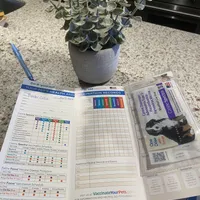 Buddy, a male Border Collie for sale in Mira Loma, CA – Photo 3 of 3