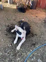Zorro , a male Border Collie for sale in Mira Loma, CA – Photo 5 of 5