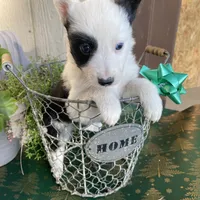 Buddy, a male Border Collie for sale in Mira Loma, CA – Photo 1 of 3