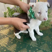 Woody , a male Border Collie for sale in Mira Loma, CA – Photo 1 of 4