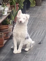 Olaf, a male Border Collie for sale in Mira Loma, CA – Photo 4 of 4