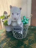 Olaf, a male Border Collie for sale in Mira Loma, CA – Photo 1 of 4