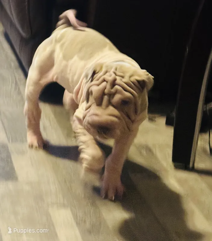 Pappy – Chinese Shar-Pei puppy for sale in Phoenixville, PA