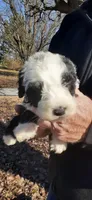 Batman, a male Sheepadoodle for sale in Mount Hermon, KY – Photo 1 of 3