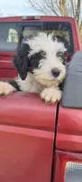 Batman, a male Sheepadoodle for sale in Mount Hermon, KY – Photo 2 of 3