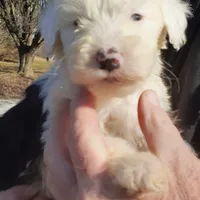 Silas, a male Sheepadoodle for sale in Mount Hermon, KY – Photo 1 of 3