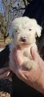Frosty, a male Sheepadoodle for sale in Mount Hermon, KY – Photo 1 of 3