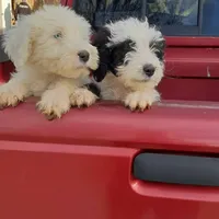 Silas, a male Sheepadoodle for sale in Mount Hermon, KY – Photo 3 of 3