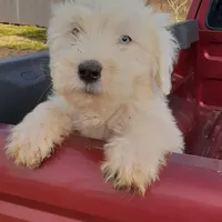 Silas, a male Sheepadoodle for sale in Mount Hermon, KY – Photo 2 of 3