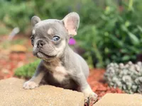 Sadie, a female French Bulldog for sale in Clarksburg, NJ – 2 of 5