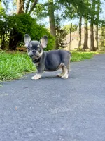 Sophie, a female French Bulldog for sale in Clarksburg, NJ – 6 of 6