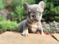 Sadie, a female French Bulldog for sale in Clarksburg, NJ – 5 of 5