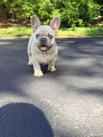 Max, a male French Bulldog for sale in Clarksburg, NJ – 3 of 4