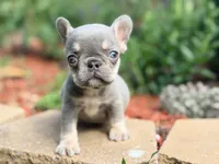 Sadie, a female French Bulldog for sale in Clarksburg, NJ – 3 of 5