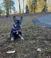 Violet, a female French Bulldog for sale in Clarksburg, NJ – Photo 2 of 7