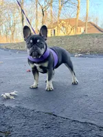 Violet, a female French Bulldog for sale in Clarksburg, NJ – Photo 3 of 7