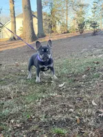 Violet, a female French Bulldog for sale in Clarksburg, NJ – Photo 5 of 7