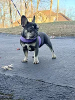Violet, a female French Bulldog for sale in Clarksburg, NJ – Photo 4 of 7