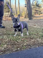 Violet, a female French Bulldog for sale in Clarksburg, NJ – Photo 1 of 7